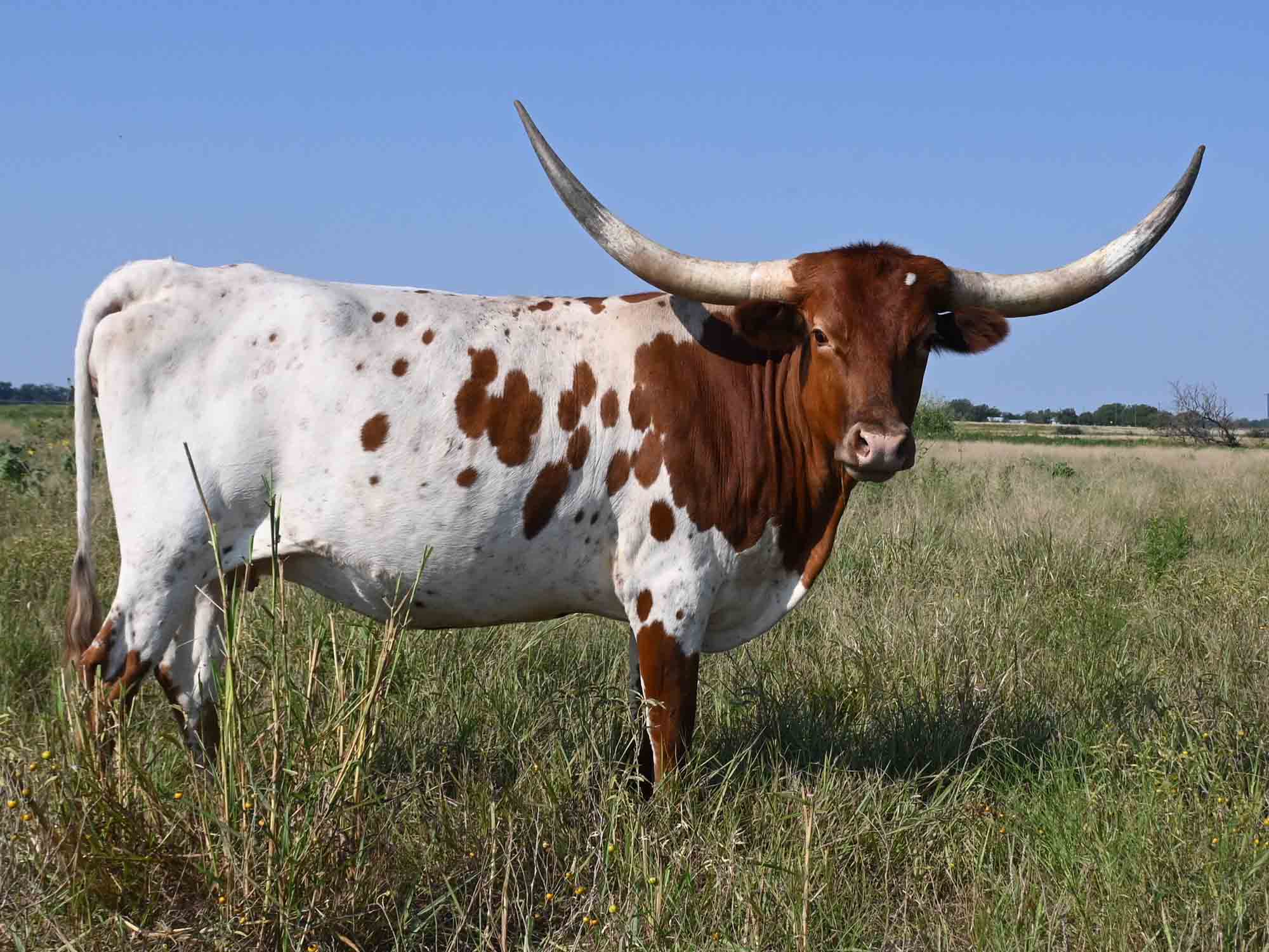 Rocking O Longhorns Texas Longhorn heifer calves for sale